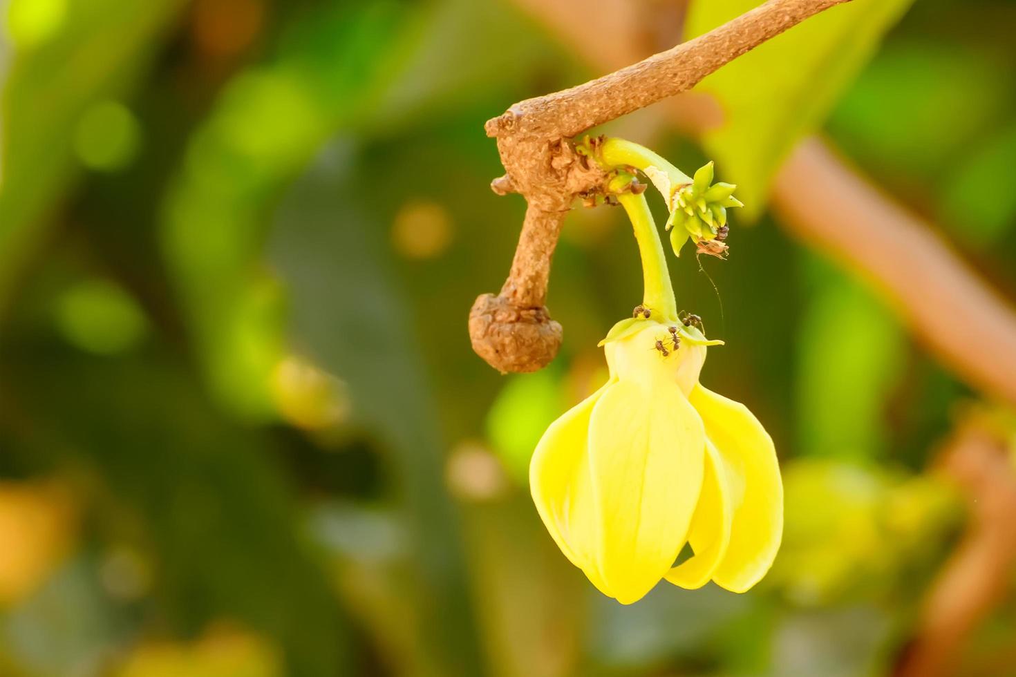 Il fiore di cananga odorata è un albero tropicale originario dell'Indonesia, della Malesia e delle Filippine. foto