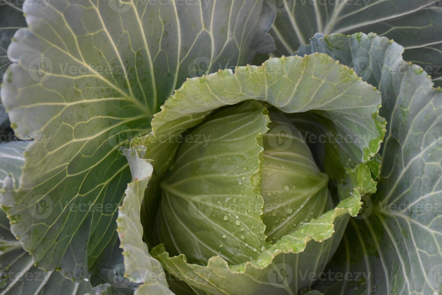 testa di cavolo coltivata in casa con compost e cure naturali da servire come cibo per la famiglia. foto