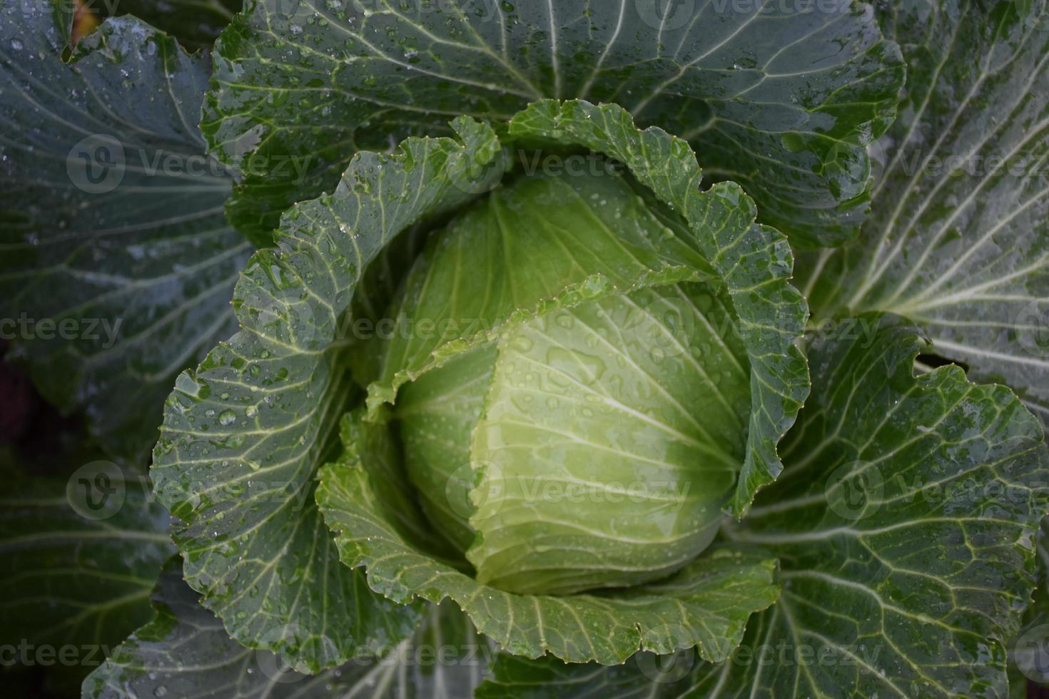 testa di cavolo coltivata in casa con compost e cure naturali da servire come cibo per la famiglia. foto