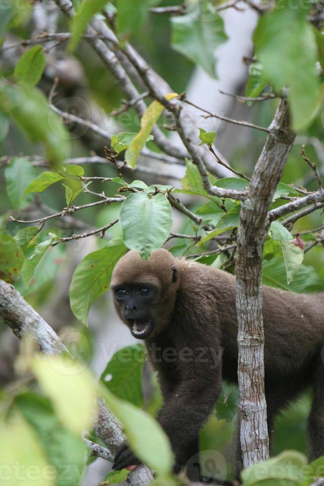 scimmia lanosa in amazzonia foto
