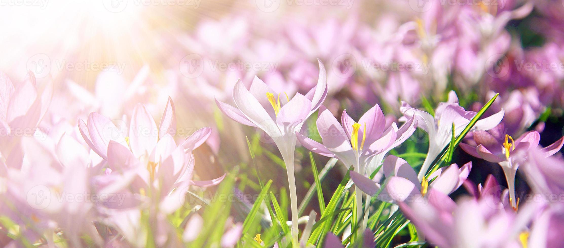 fiori di croco viola in fiore in una messa a fuoco morbida in una soleggiata giornata primaverile foto