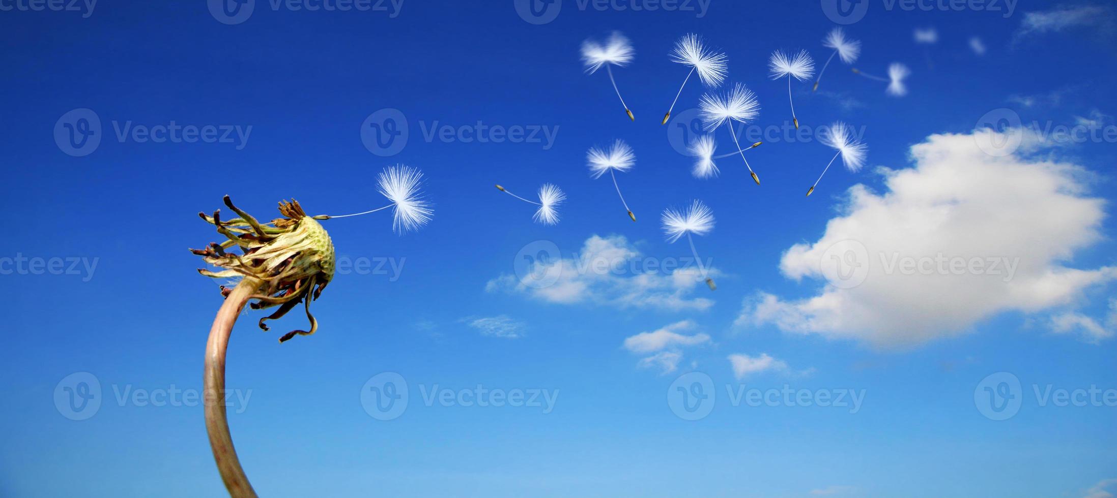 fiore di tarassaco con piume volanti sul cielo blu. foto