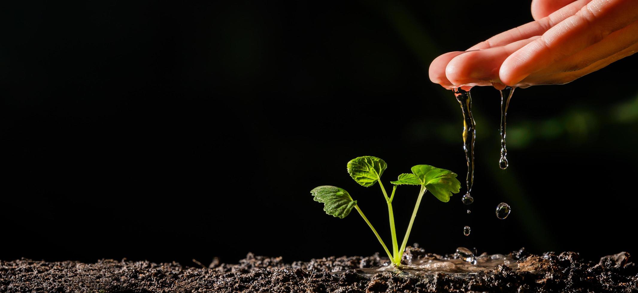 irrigazione a mano giovane pianta in giardino foto