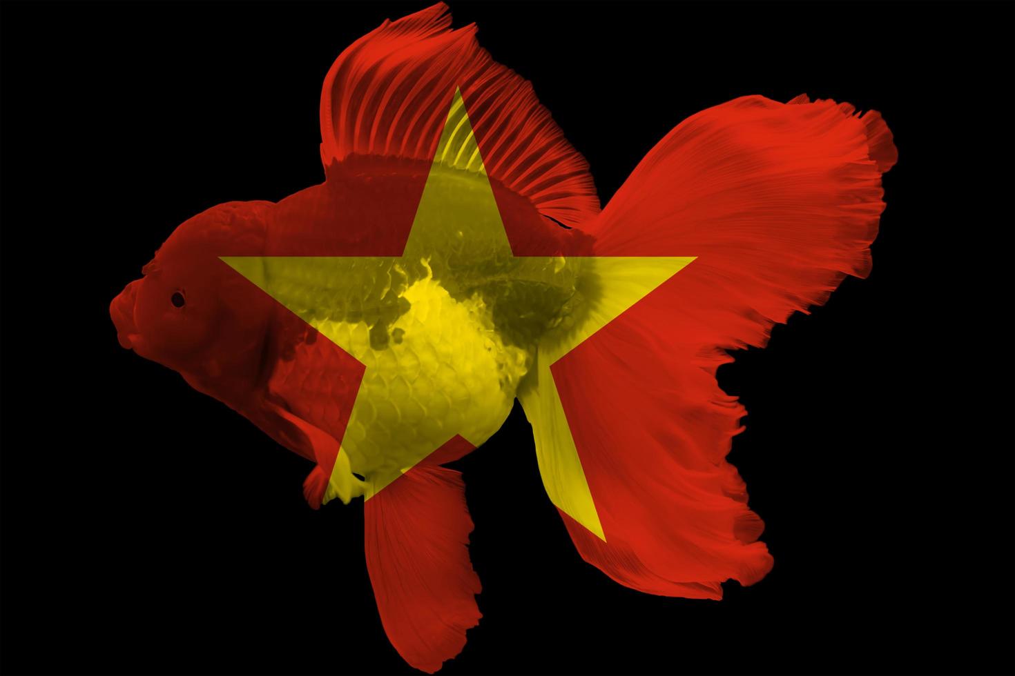bandiera del vietnam sul pesce rosso foto