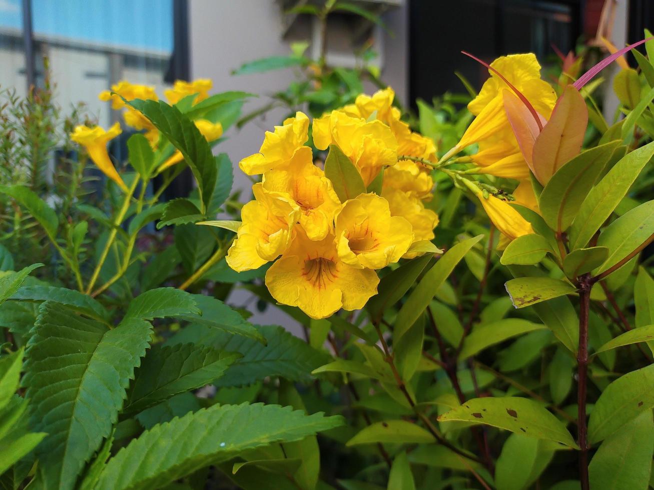 bellissimi fiori. campane gialle sbocciano tra le foglie verdi. foto