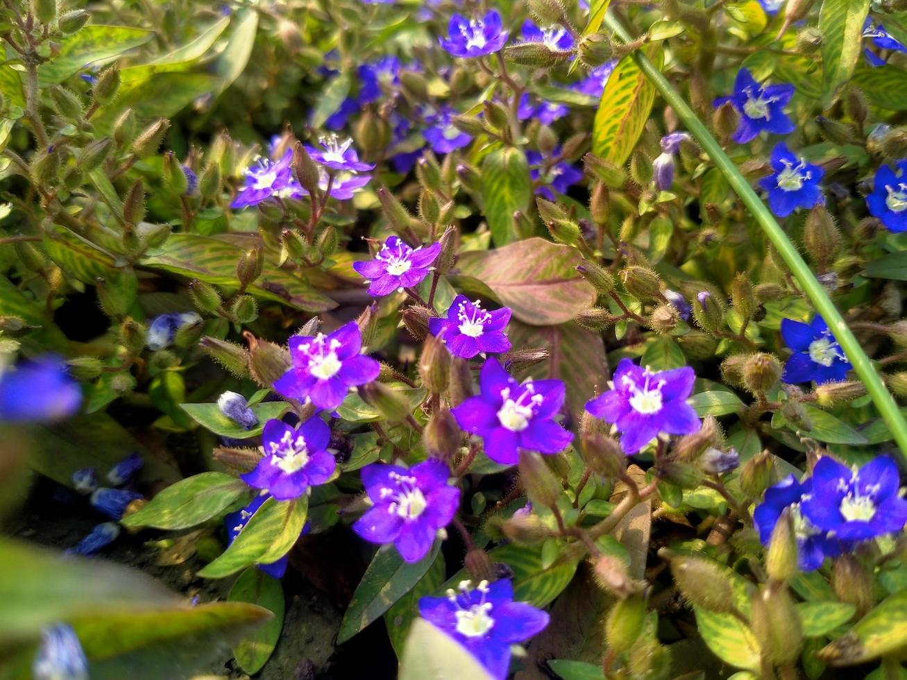 bel fiore, bella natura, fiore, bel giardino foto