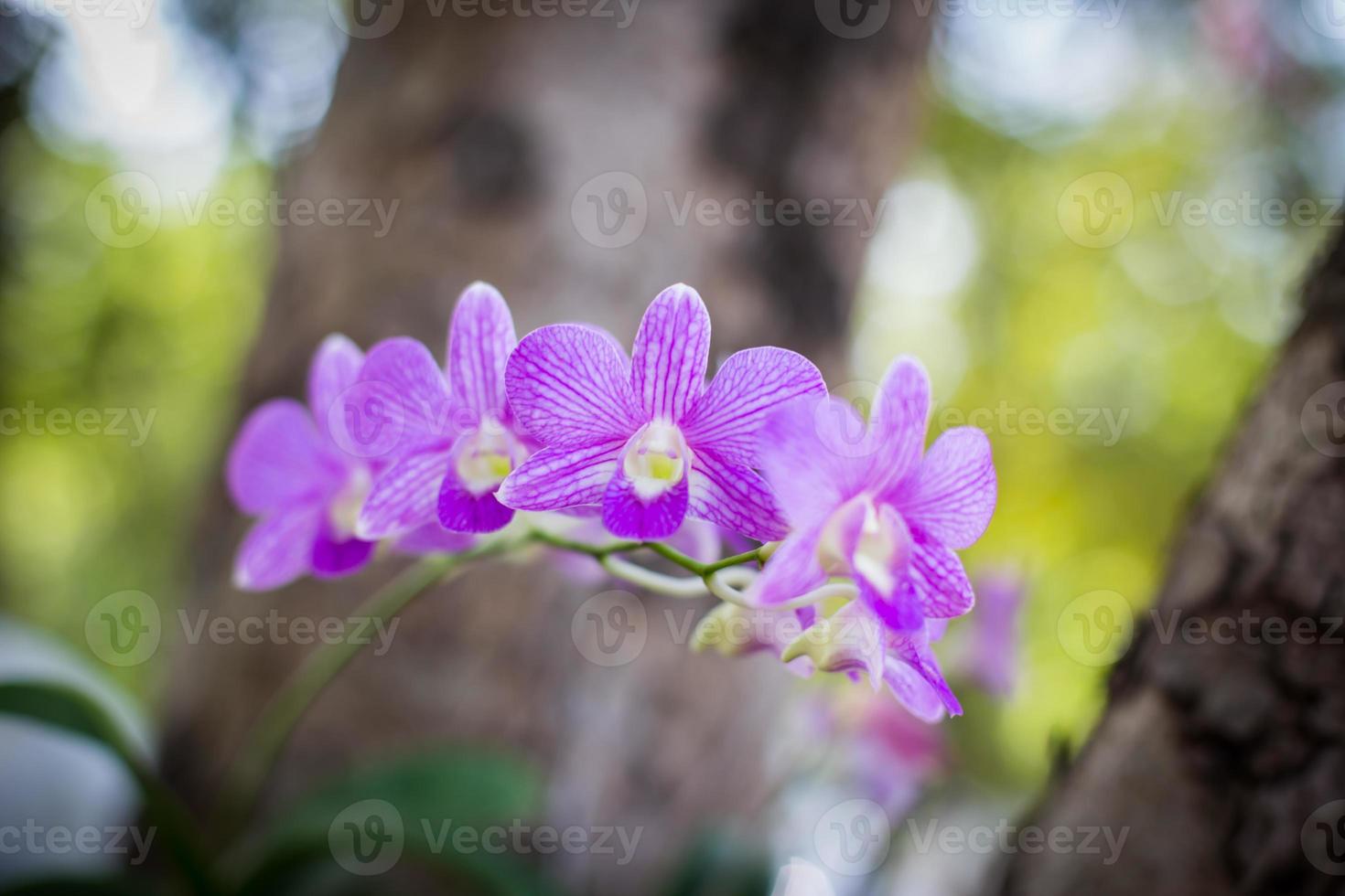 orchidee, orchidee viola, orchidee viola è considerata la regina dei fiori in Thailandia foto