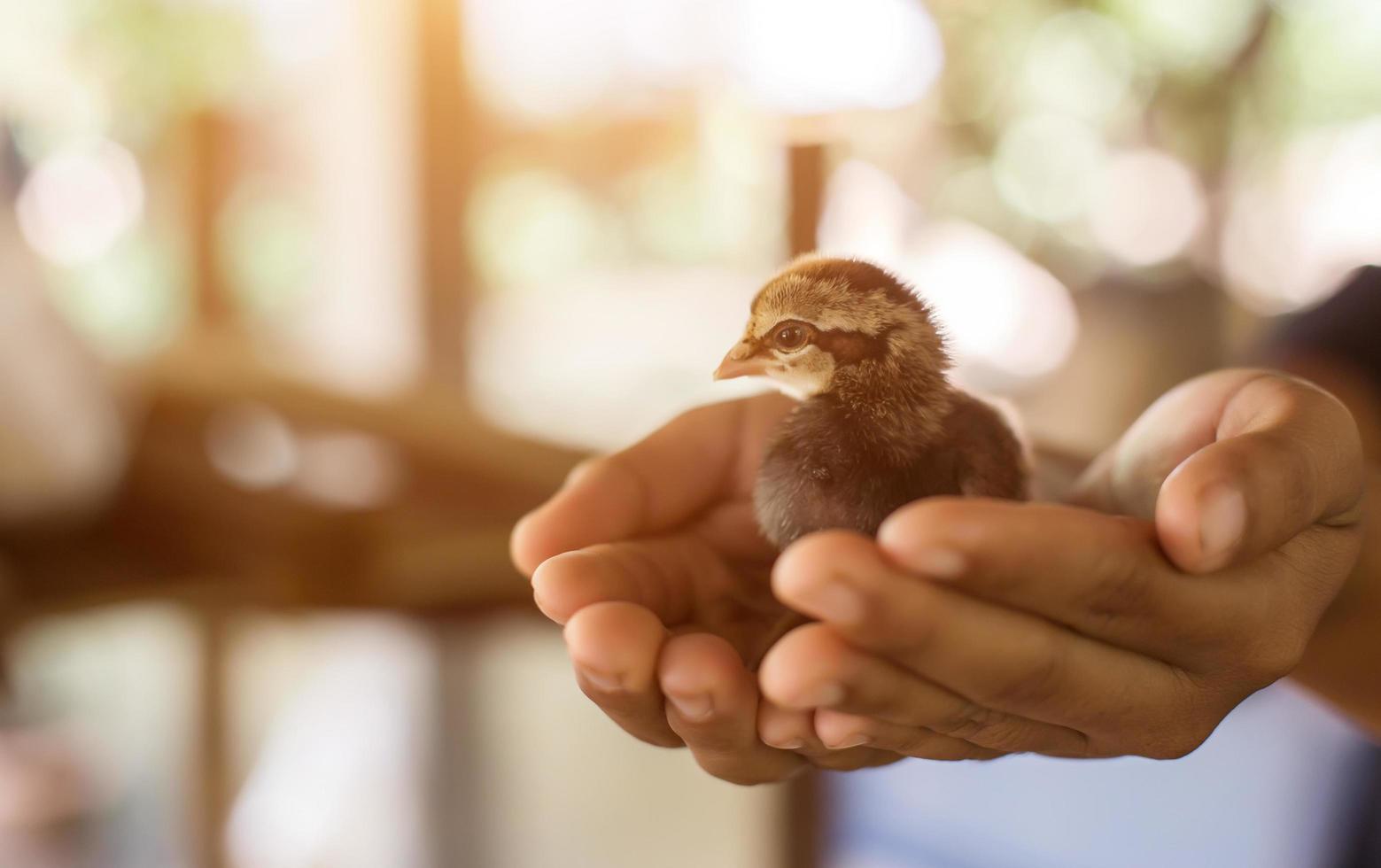 tenere per mano prendersi cura di un piccolo pollo foto