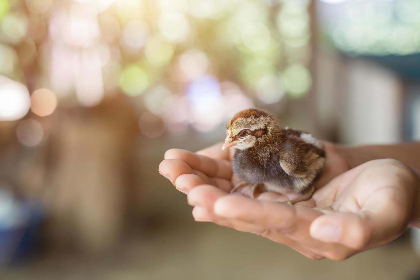 tenere per mano prendersi cura di un piccolo pollo foto