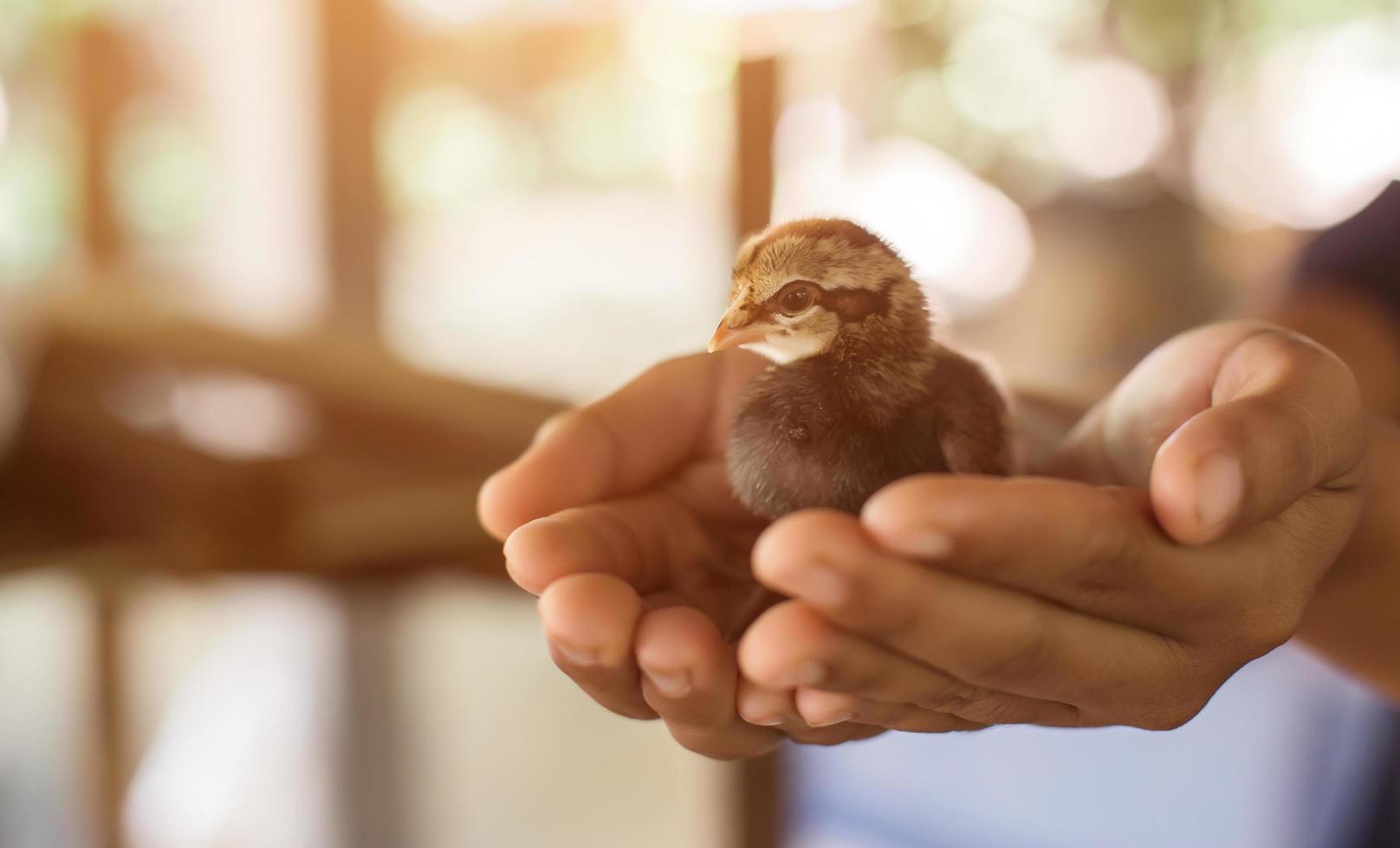 tenere per mano prendersi cura di un piccolo pollo foto