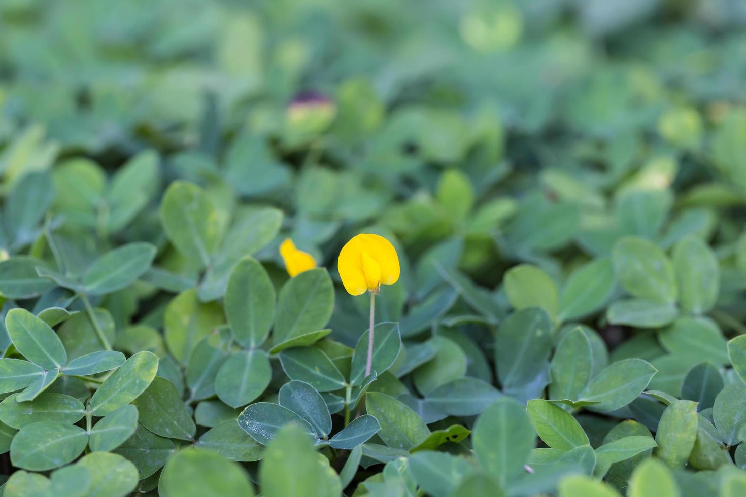 pianta di arachidi pinto, piccolo fiore giallo foto