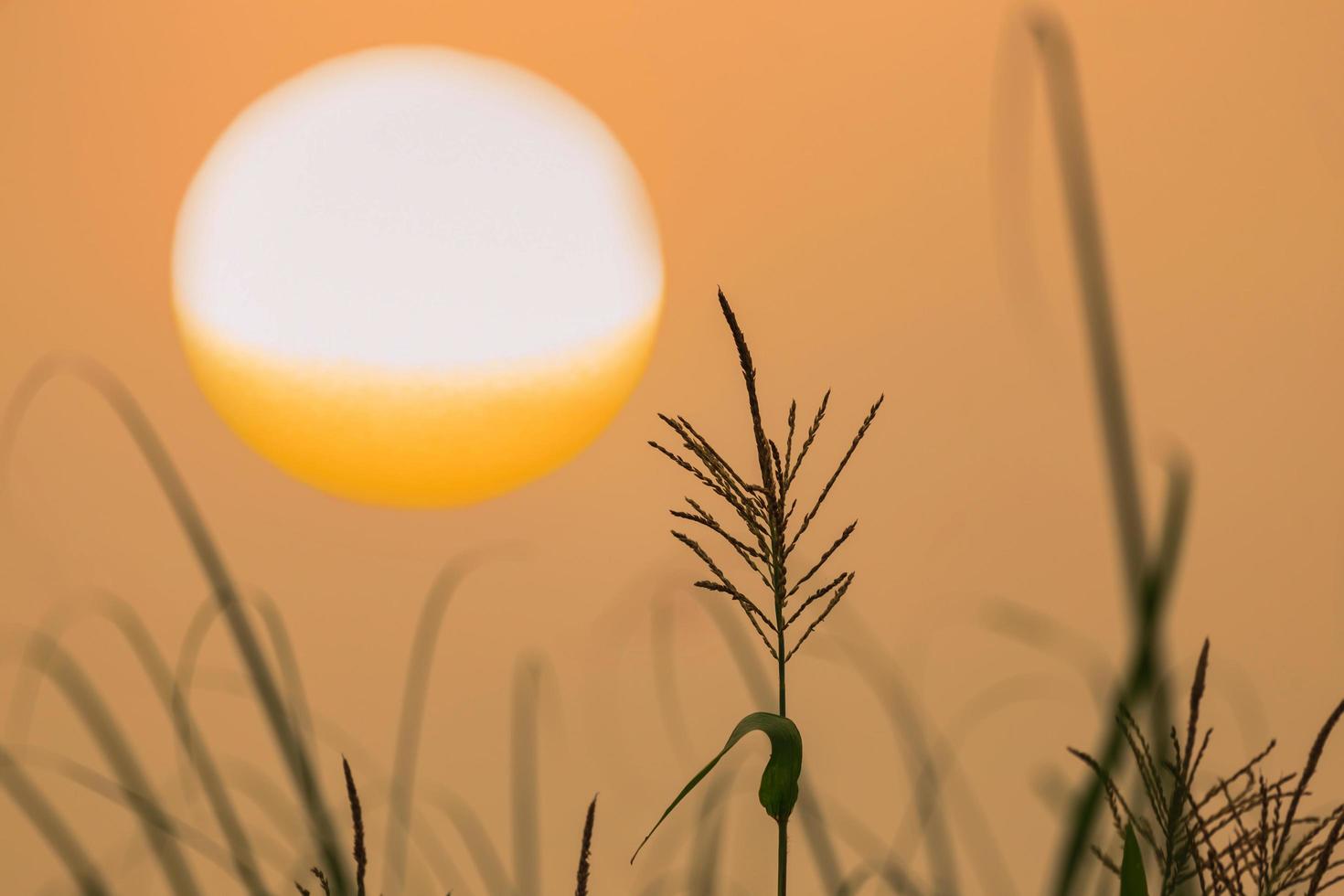 fiore di mais alla luce del mattino foto