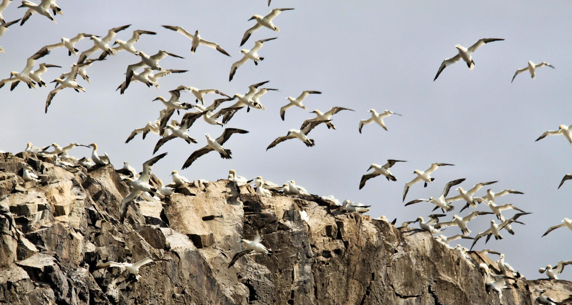 un primo piano di una sula su bass rock in Scozia foto