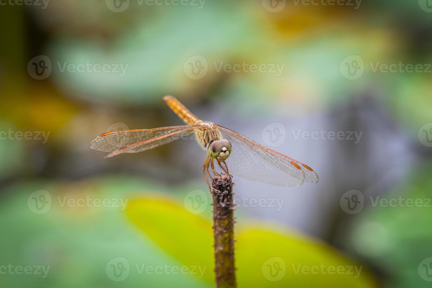 macro di libellula appoggiata su un ramoscello foto