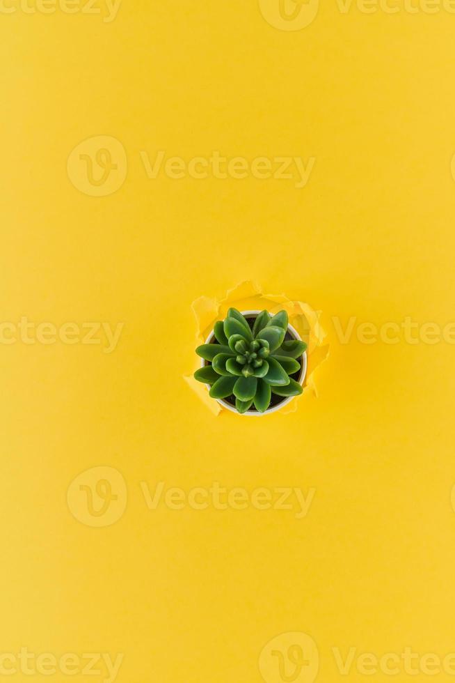 un buco strappato su sfondo giallo testurizzato, vaso di fiori di cactus, concetto di carta rotta con spazio per la copia. striscione laterale lungo. foto