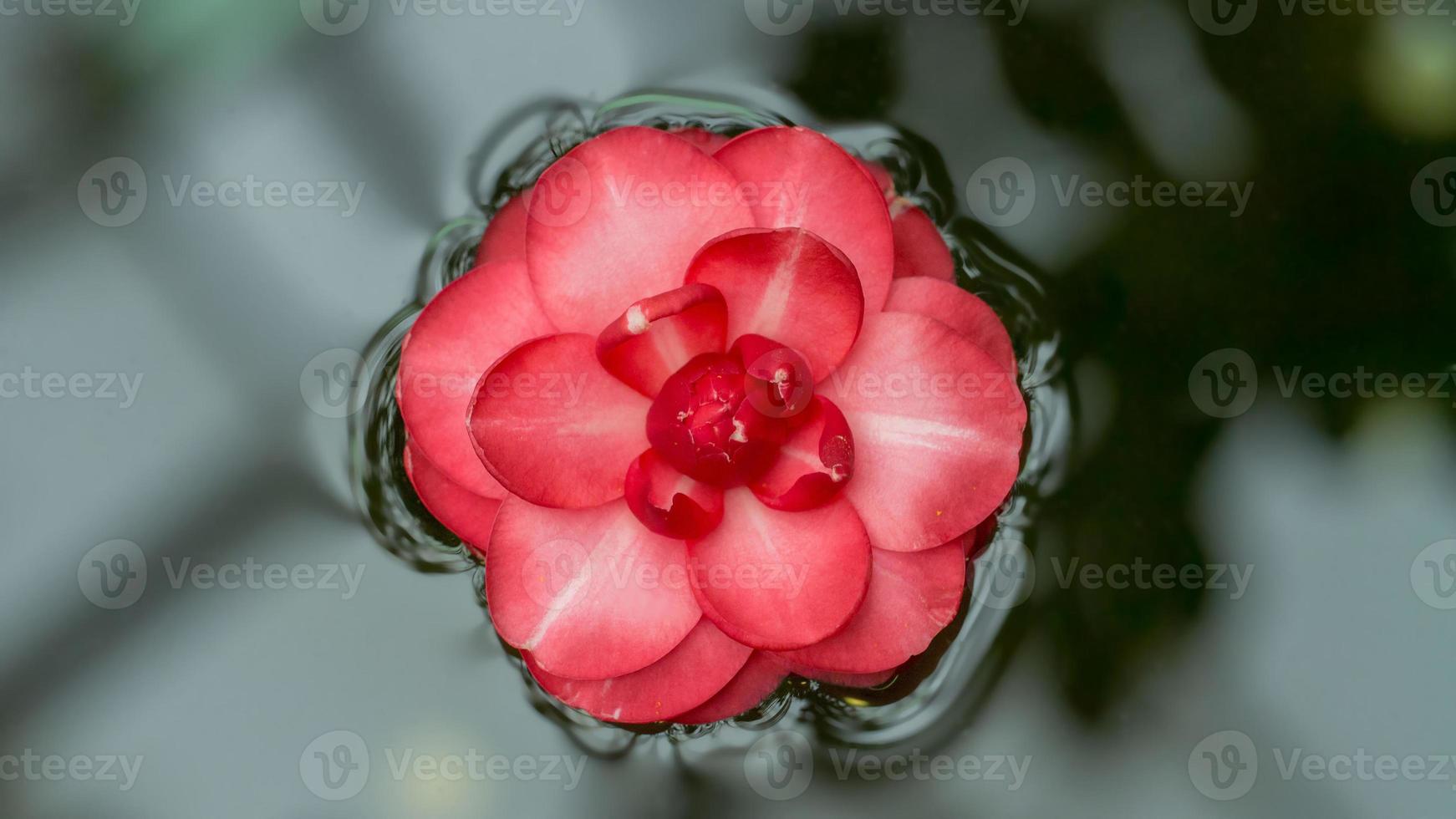 fiore di camelia giapponese strappato che galleggia sulla superficie dell'acqua. striscione a lunga larghezza foto