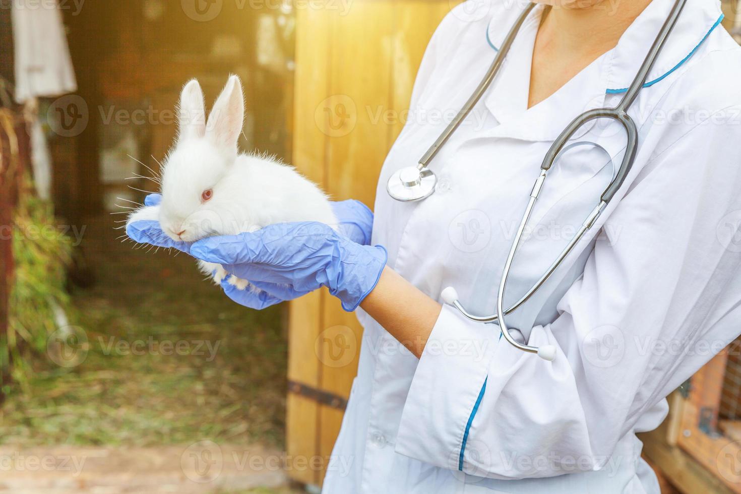 donna veterinaria con uno stetoscopio che tiene ed esamina il coniglio sul fondo del ranch da vicino. coniglietto nelle mani del veterinario per il controllo in una fattoria ecologica naturale. cura degli animali e concetto di agricoltura ecologica. foto