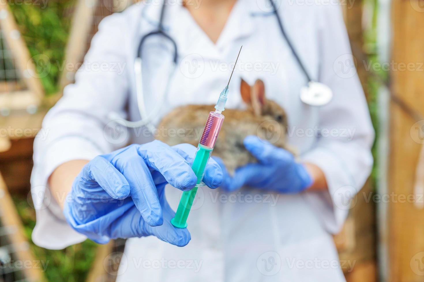 donna veterinaria con siringa che tiene e inietta coniglio su sfondo ranch primo piano. coniglietto nelle mani del veterinario per la vaccinazione in una fattoria ecologica naturale. cura degli animali e concetto di agricoltura ecologica. foto