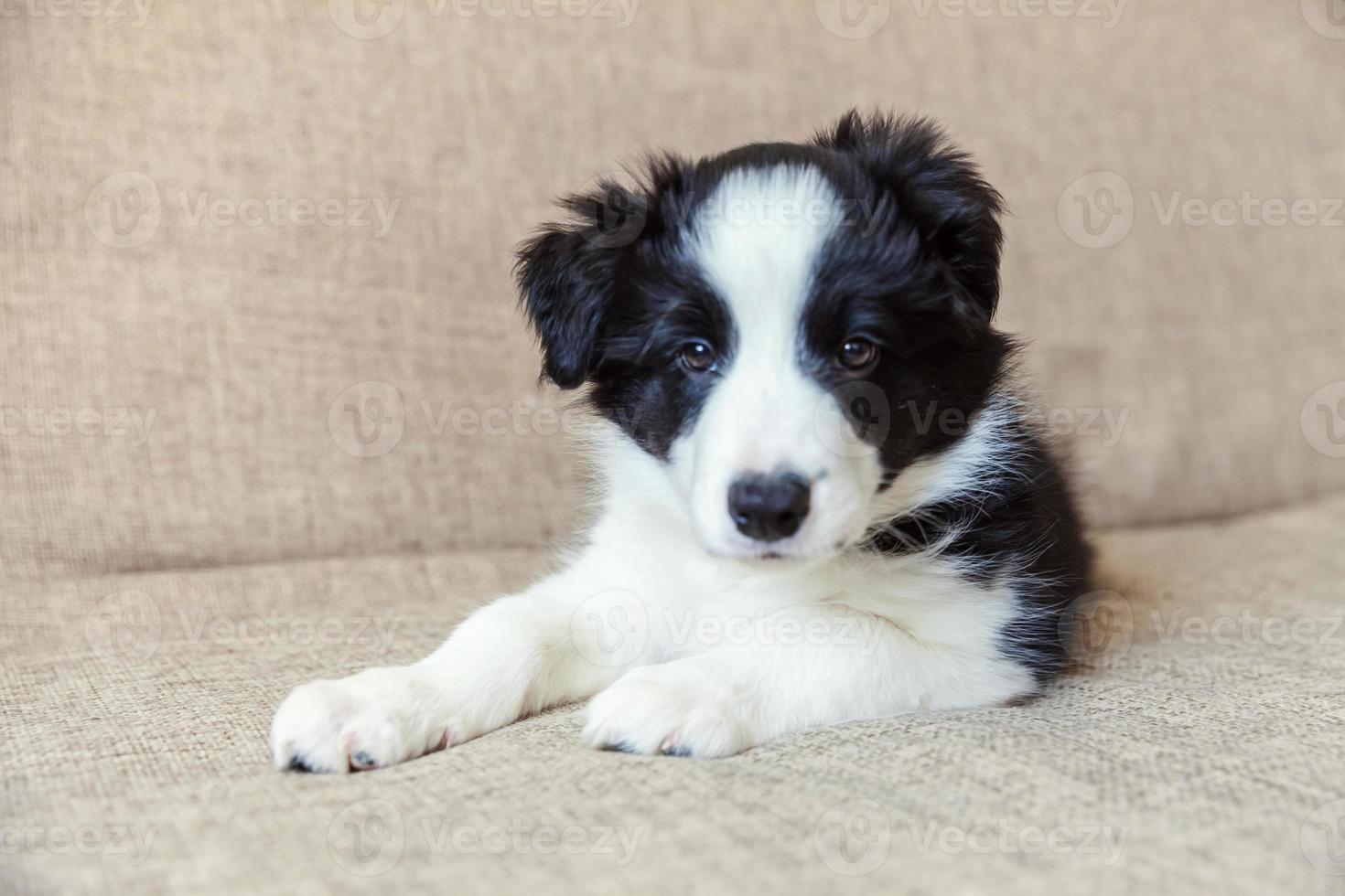 divertente ritratto di simpatico cucciolo di cane border collie smilling a casa foto