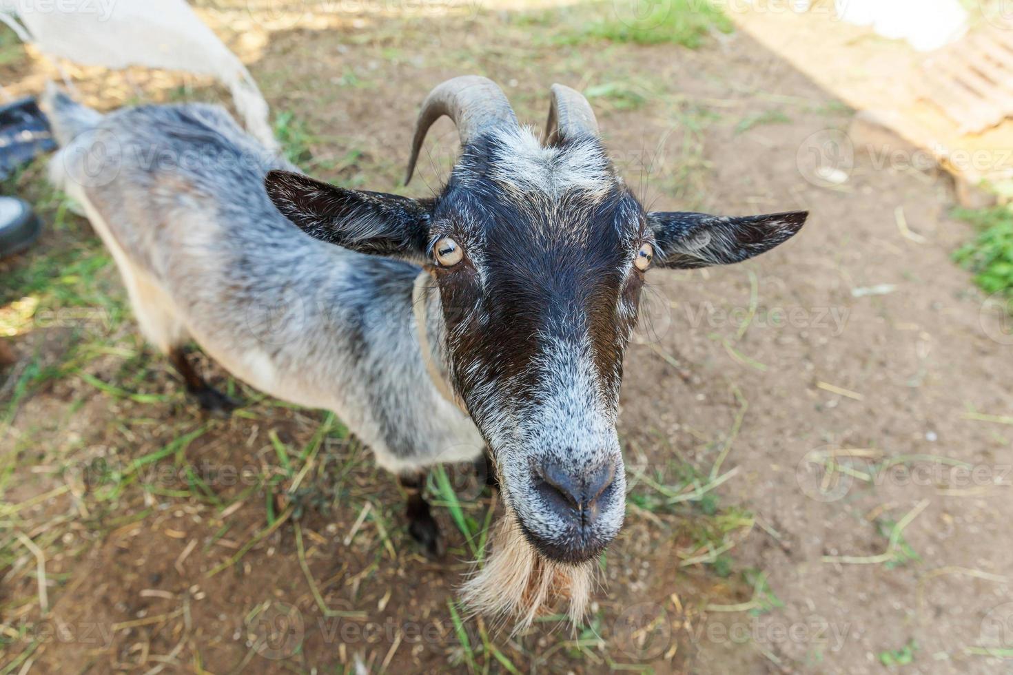 capra carina che si rilassa nella fattoria del ranch in un giorno d'estate. capre domestiche che pascolano al pascolo e masticano, sullo sfondo della campagna. capra in fattoria ecologica naturale che cresce per dare latte e formaggio. foto