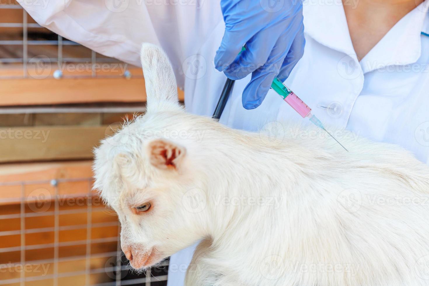 giovane donna veterinaria con siringa che tiene e inietta capretto su sfondo ranch. giovane capretto con vaccinazione veterinaria delle mani in una fattoria ecologica naturale. cura degli animali e concetto di agricoltura ecologica foto