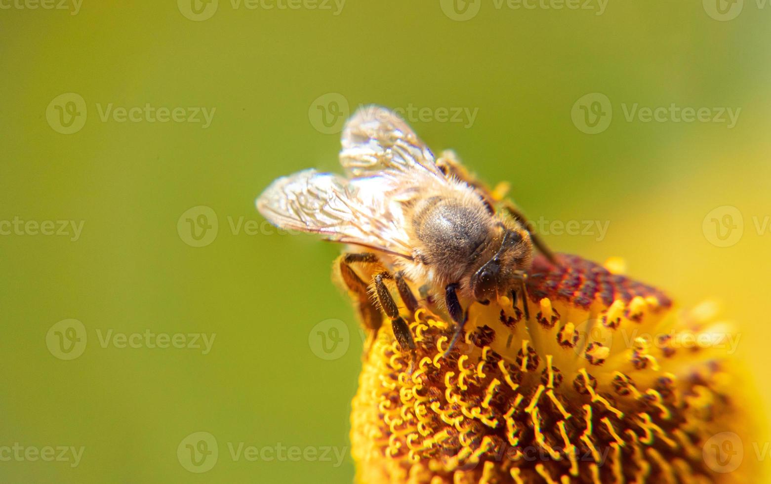 l'ape mellifera ricoperta di polline giallo beve il nettare, fiore impollinatore. sfondo floreale naturale ispiratore del giardino fiorito primaverile o estivo. vita di insetti, macro estrema primo piano fuoco selettivo foto