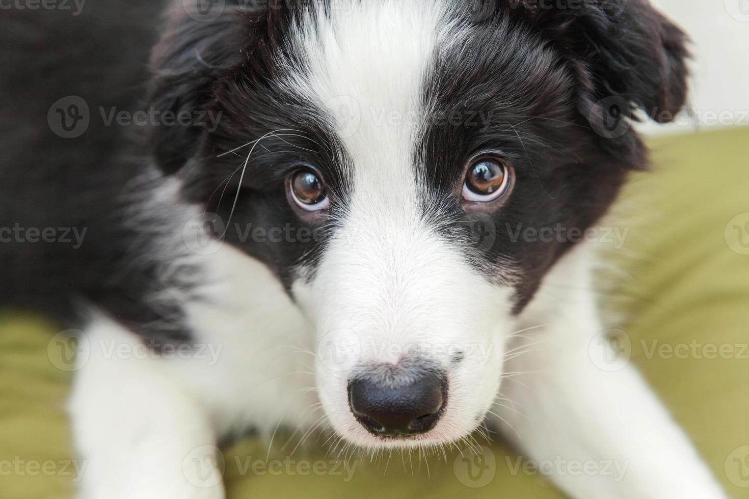 divertente ritratto di simpatico cucciolo di cane border collie smilling a casa foto