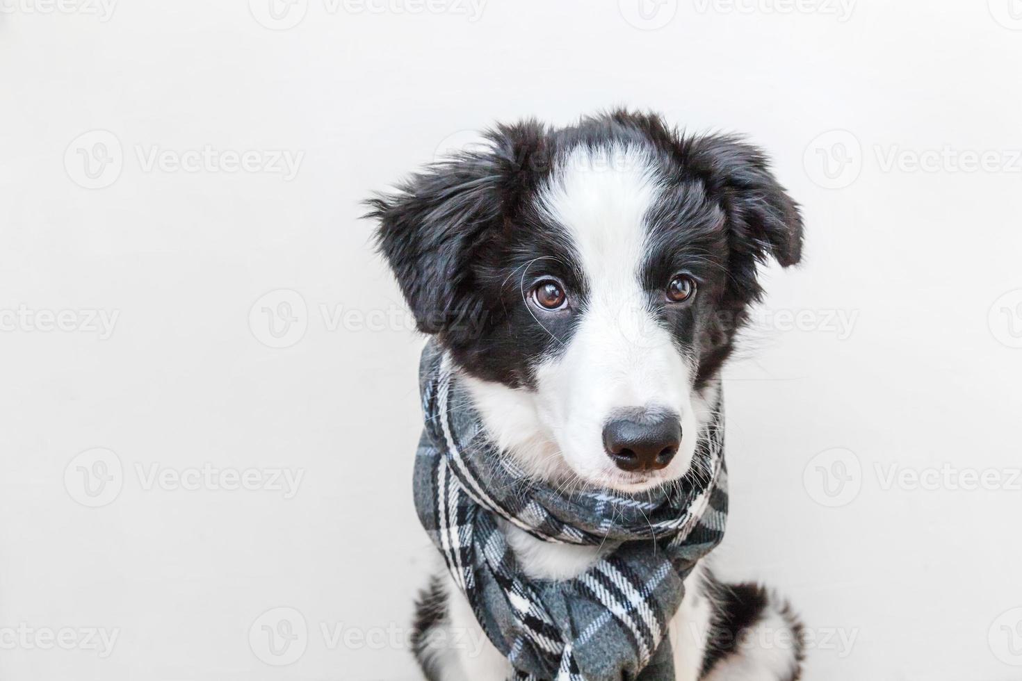 divertente ritratto in studio di simpatico cucciolo sorridente cane border collie che indossa abiti caldi sciarpa intorno al collo isolato su sfondo bianco. ritratto invernale o autunnale del nuovo adorabile membro della famiglia cagnolino. foto