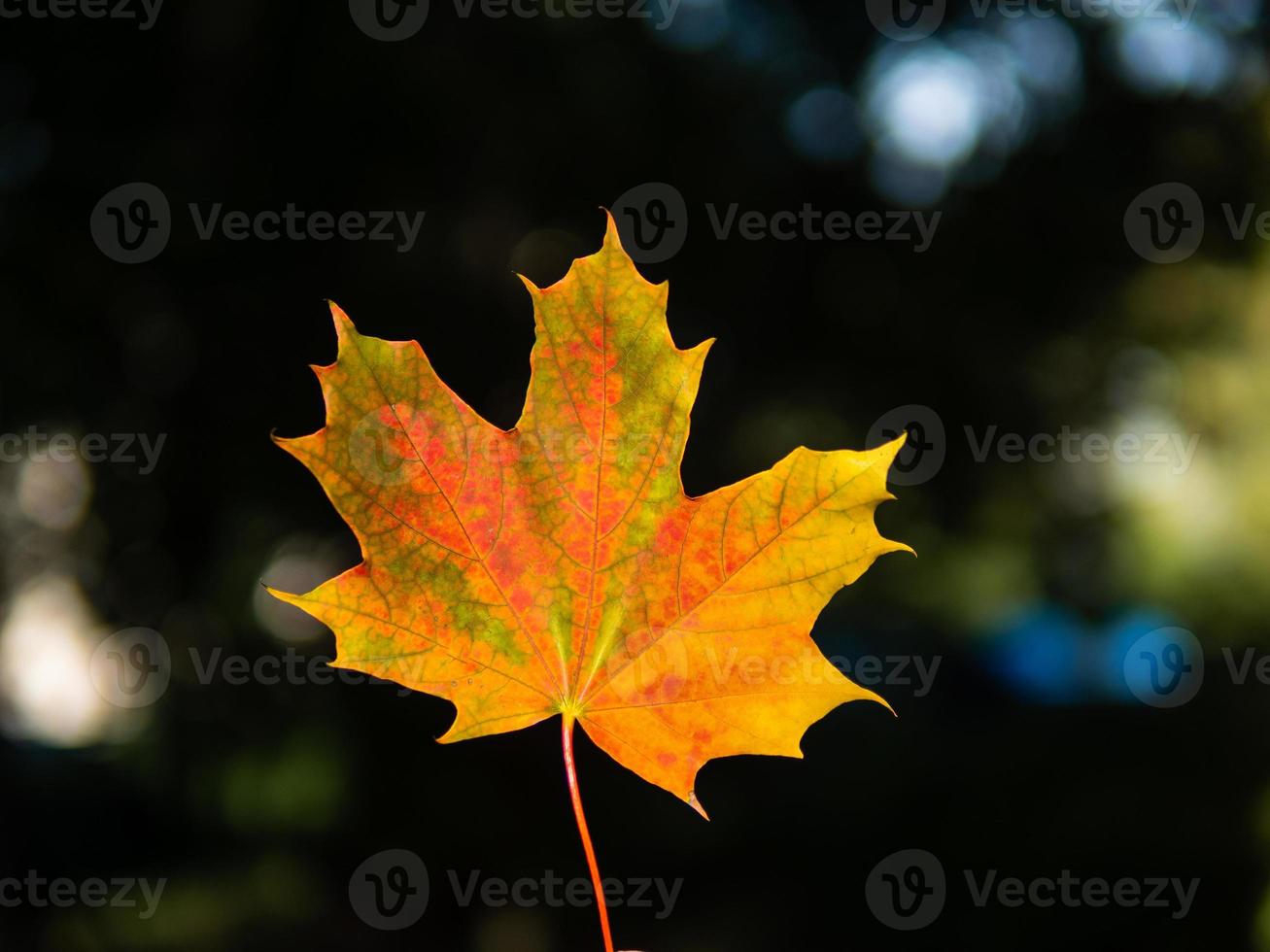 sfondo autunnale con foglia singola gialla e rossa brillante al centro di sfondo scuro foto