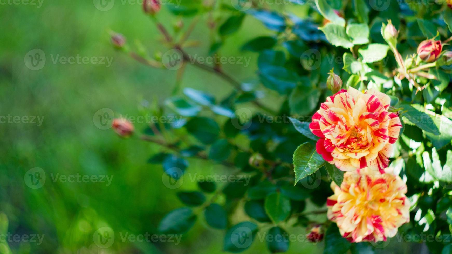 rose, banner di lunga larghezza. sfondo floreale estivo o primaverile con il rosso foto