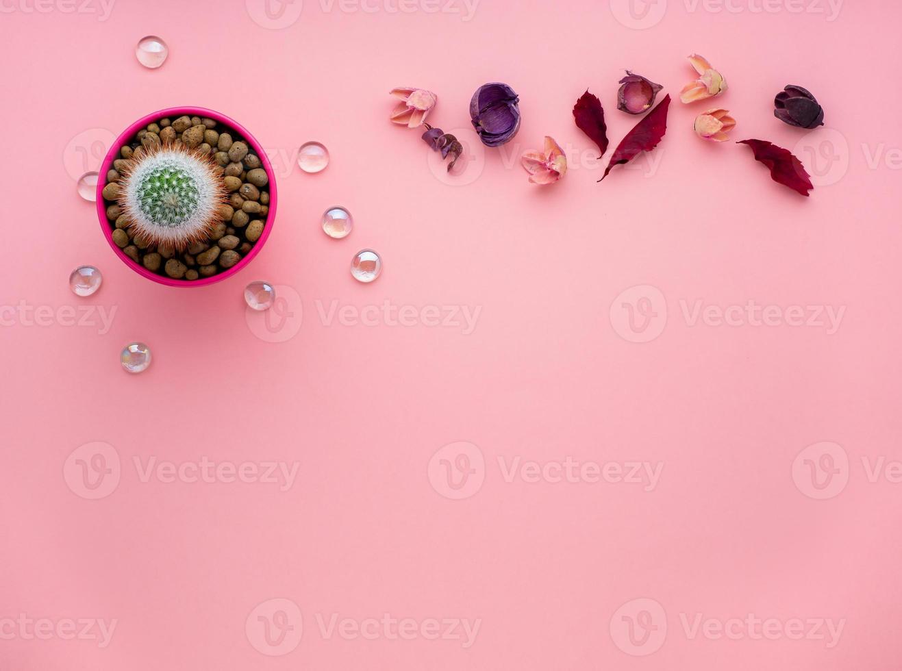 fiore succulento, foglie secche, cactus in vaso su sfondo rosa brillante, vista dall'alto, spazio per la copia foto