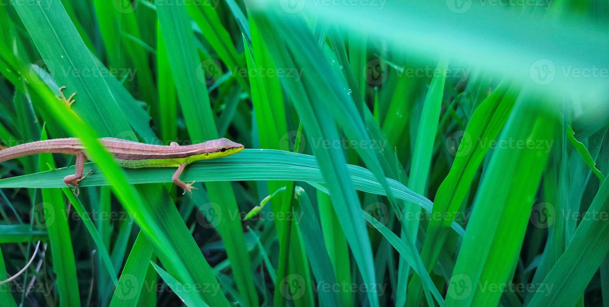lucertola asiatica dell'erba nel campo di riso. questo animale è anche conosciuto come la lucertola asiatica dell'erba, la lucertola a sei code o la lucertola dell'erba dalla coda lunga. questi animali si trovano in molti paesi asiatici come l'Indonesia foto