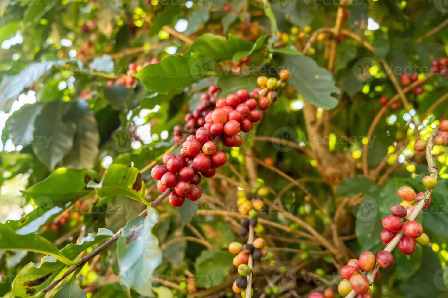 bacche di caffè arabica rosse fresche sull'albero nella fattoria del caffè, sul de minas, brasile, un'utopia di un coltivatore di caffè. azienda agricola biologica. caffè brasiliano. avvicinamento. luce solare morbida. foto