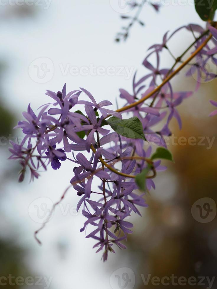 carta vetrata vite viola corona mazzo di fiori bouquet viola bellissimo petalo che fiorisce in giardino su sfondo sfocato della natura foto