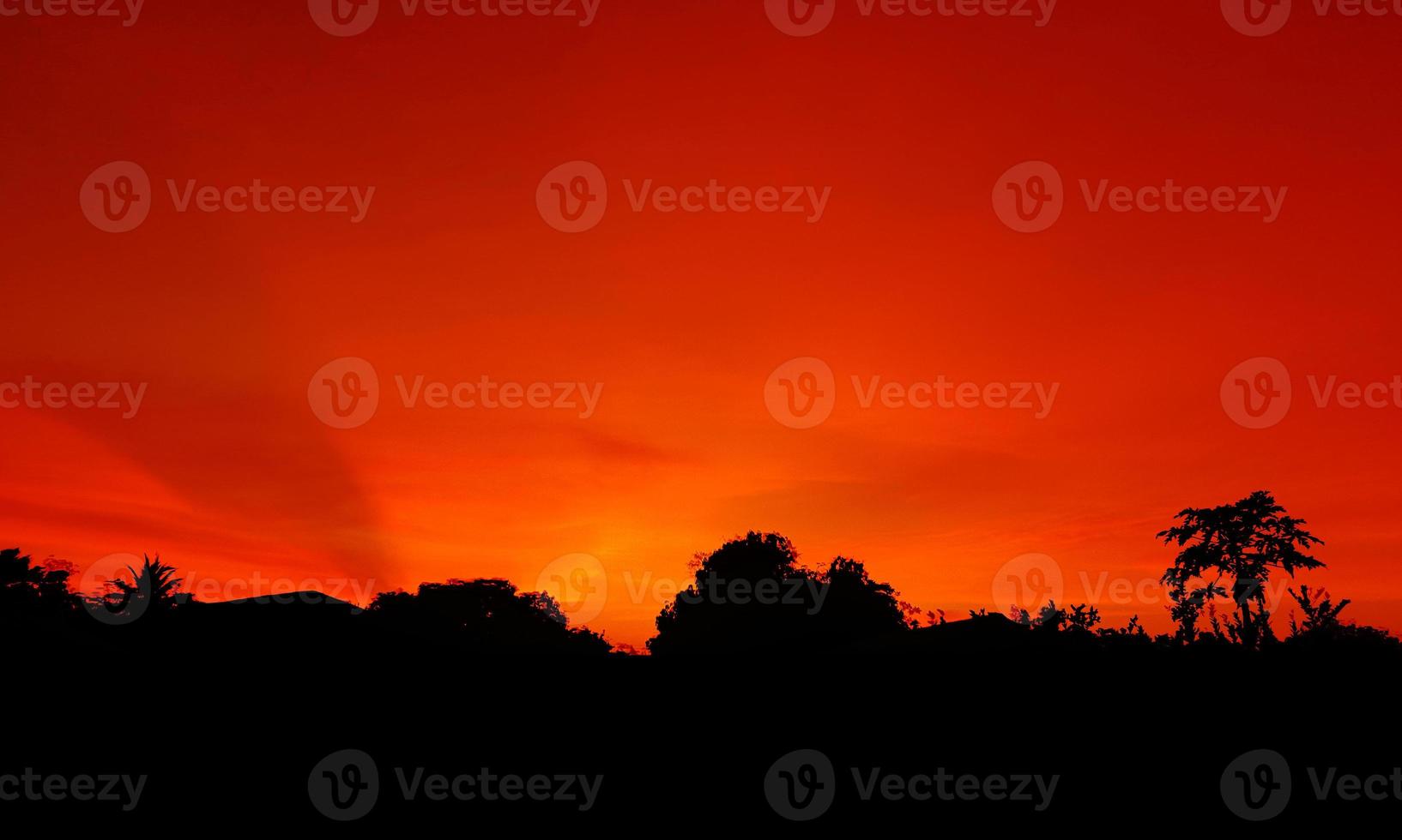 tramonto, cielo arancione cespuglio albero silhouette sfondo nero natura foto