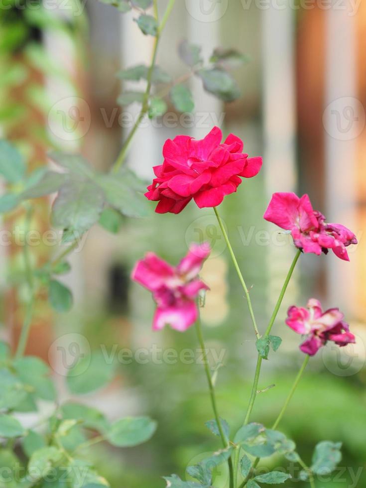 rosa antico fiore di colore che sboccia nel giardino sfocato sullo sfondo della natura, copia il concetto di spazio per scrivere il design del testo sullo sfondo anteriore per banner, carta, sfondo, pagina web, saluto foto