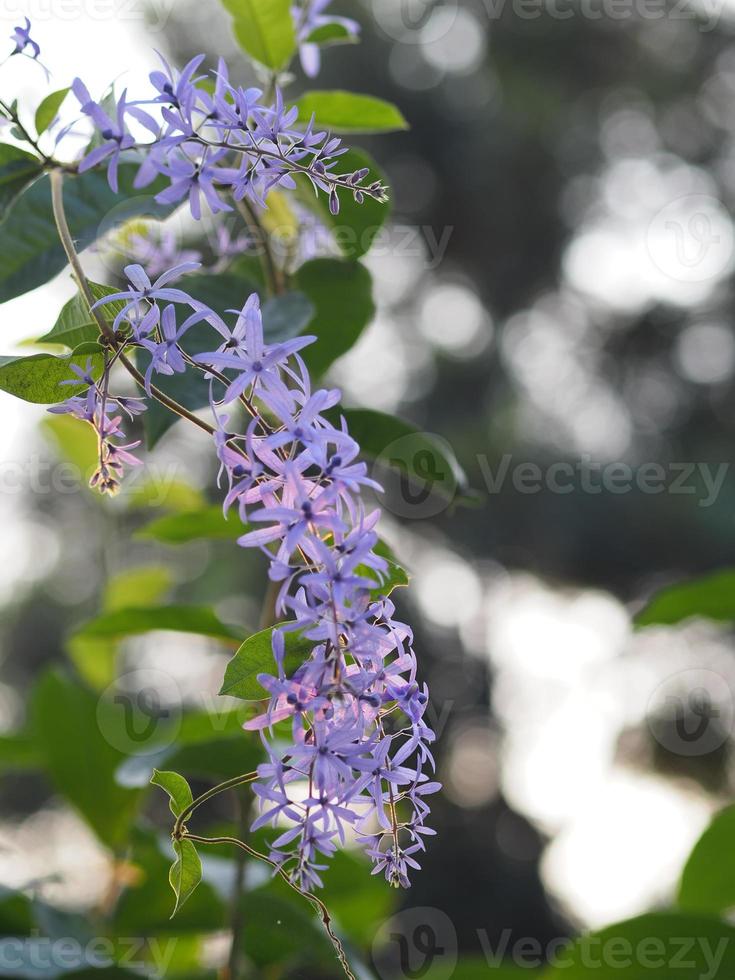 carta vetrata vite viola corona mazzo di fiori bouquet viola bellissimo petalo che fiorisce in giardino su sfondo sfocato della natura foto