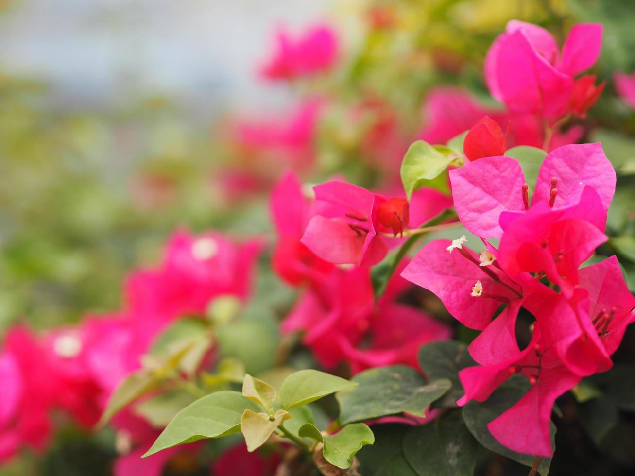 magnoliophyta nome scientifico bougainvillea fiore di carta colore rosa scuro su sfondo sfocato della natura foto