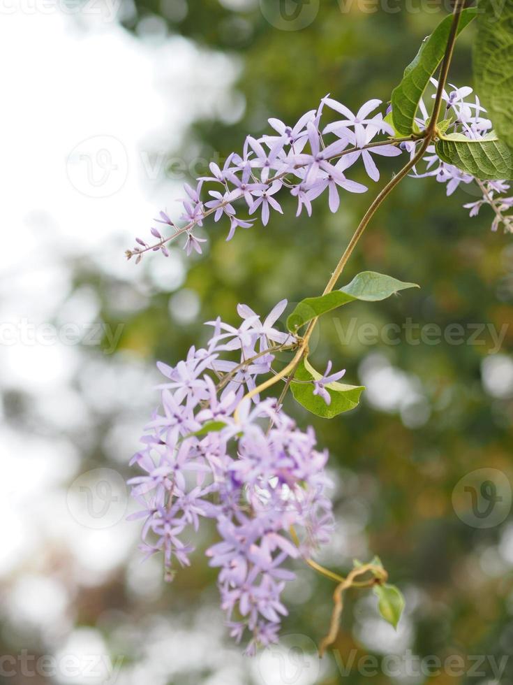 carta vetrata vite viola corona mazzo di fiori bouquet viola bellissimo petalo che fiorisce in giardino su sfondo sfocato della natura foto