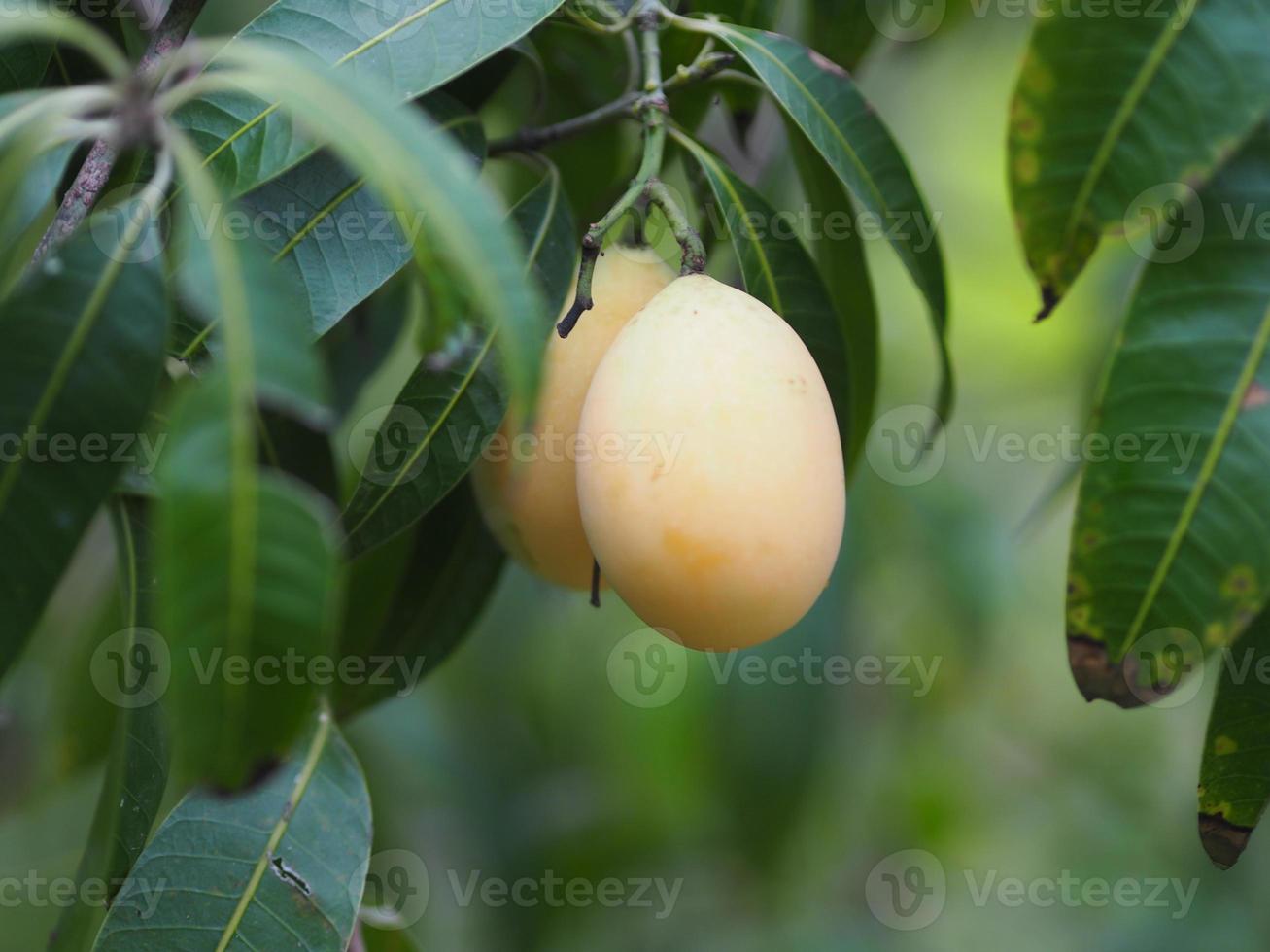 prugna mariana, anacardiaceae, bouea macrophylla griff maprang è un frutto dolce giallo su sfondo bianco foto