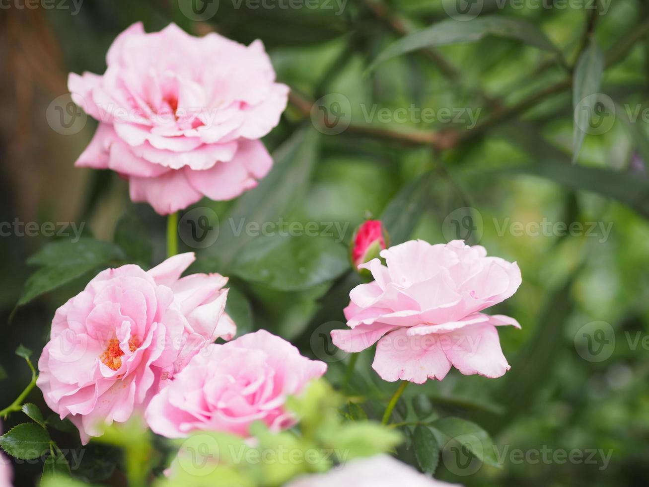 composizione floreale rosa rosa bellissimo bouquet che fiorisce in giardino su sfondo sfocato della natura foto
