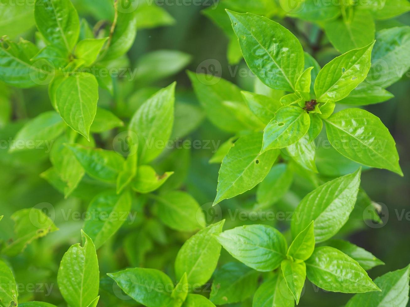 il basilico dolce è verde chiaro con foglie larghe mentre il basilico tailandese ha steli e fiori viola e foglie a forma di lancia foto