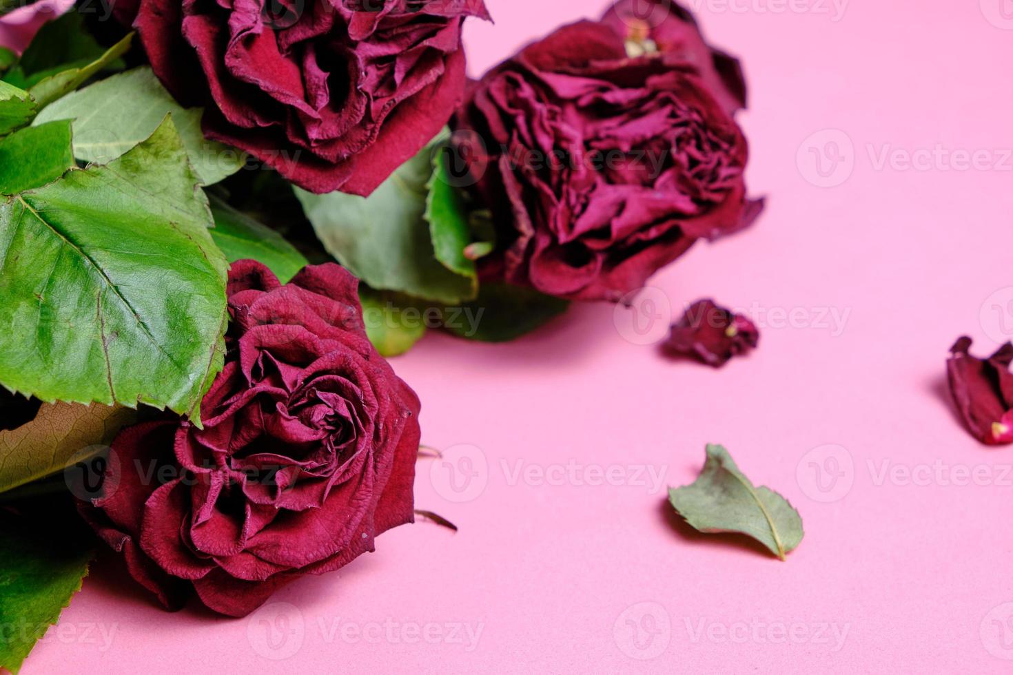 bouquet di rose rosse appassite su sfondo rosa. foto