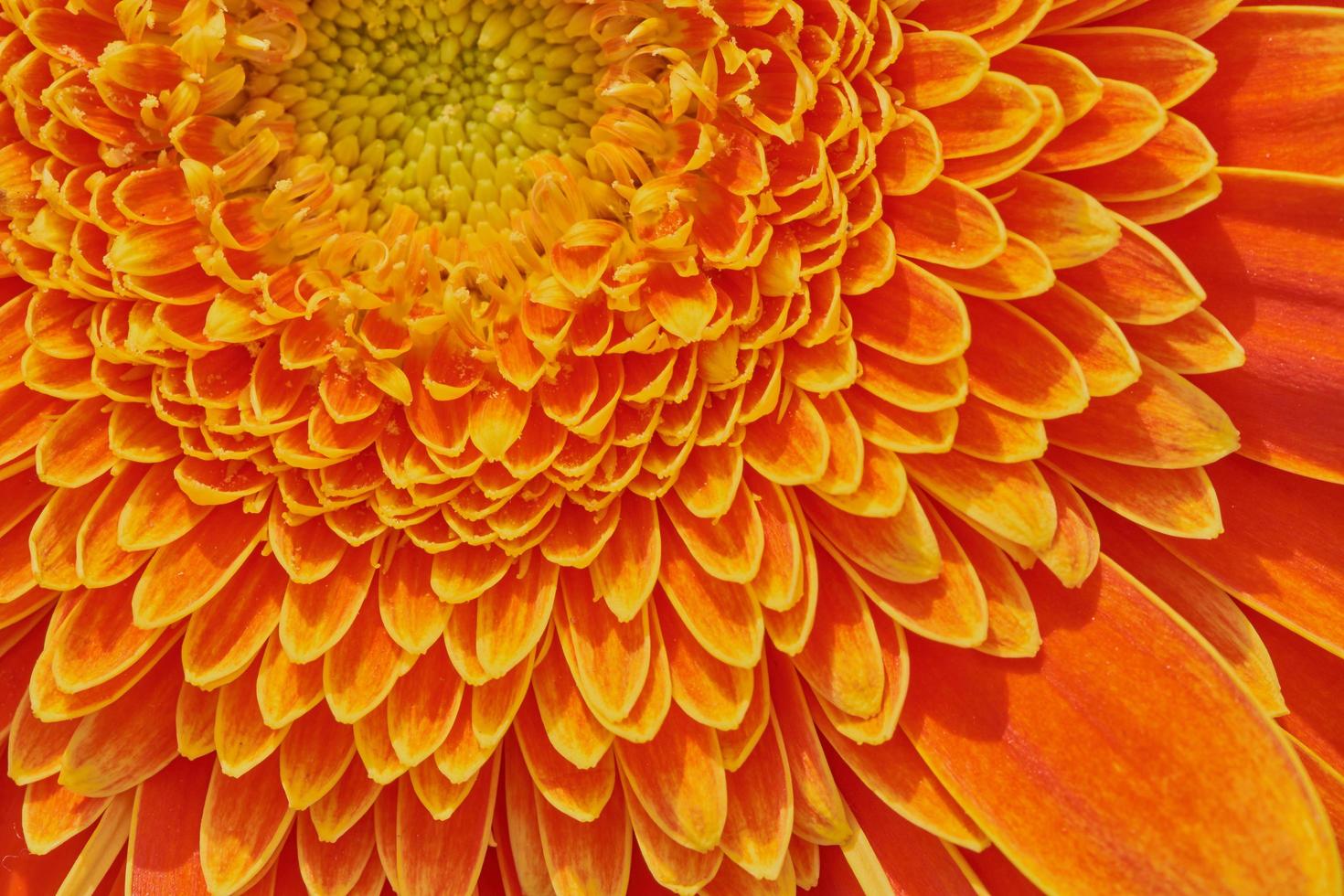 macro di fiori di gerbera foto