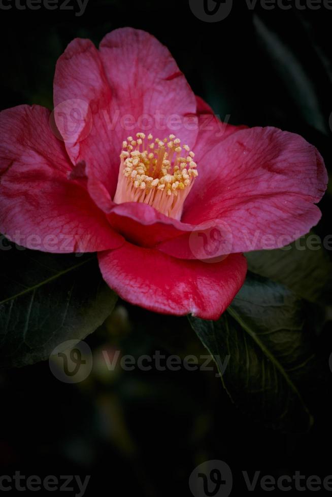 immagine verticale a colori della camelia giapponese foto