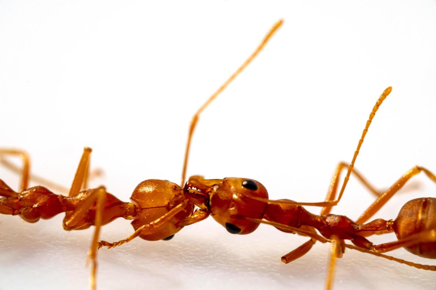 combattimento, lotta tra due formiche, messa a fuoco selettiva degli occhi, in alta definizione su sfondo bianco, macro foto