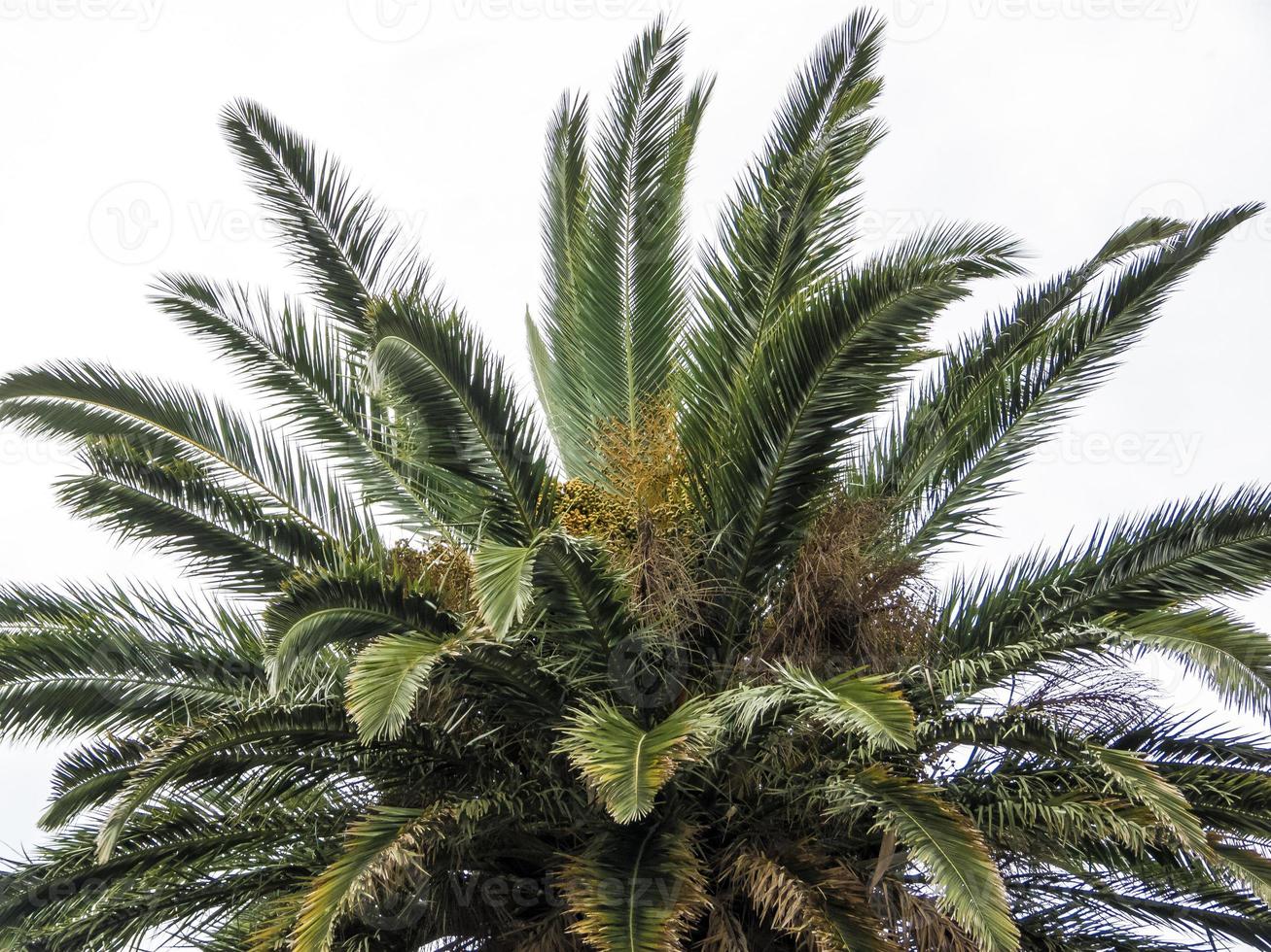 cima di una palma, sfondo naturale bianco foto