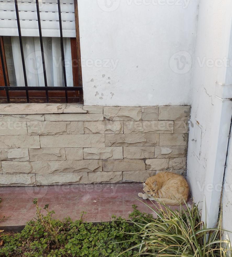 gatto scontroso sulla facciata di una casa foto
