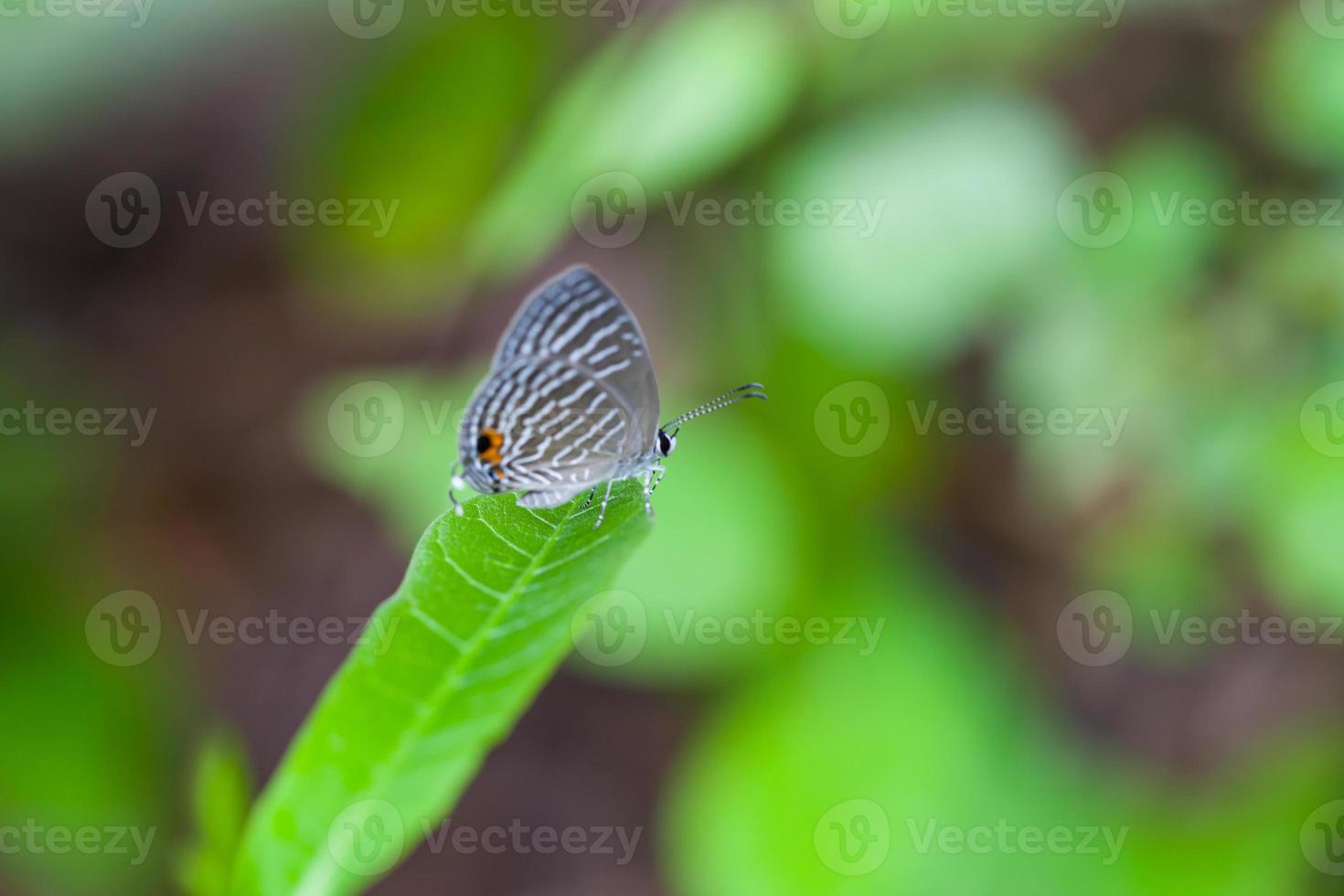 una farfalla maculata grigia si appollaia su una foglia verde foto