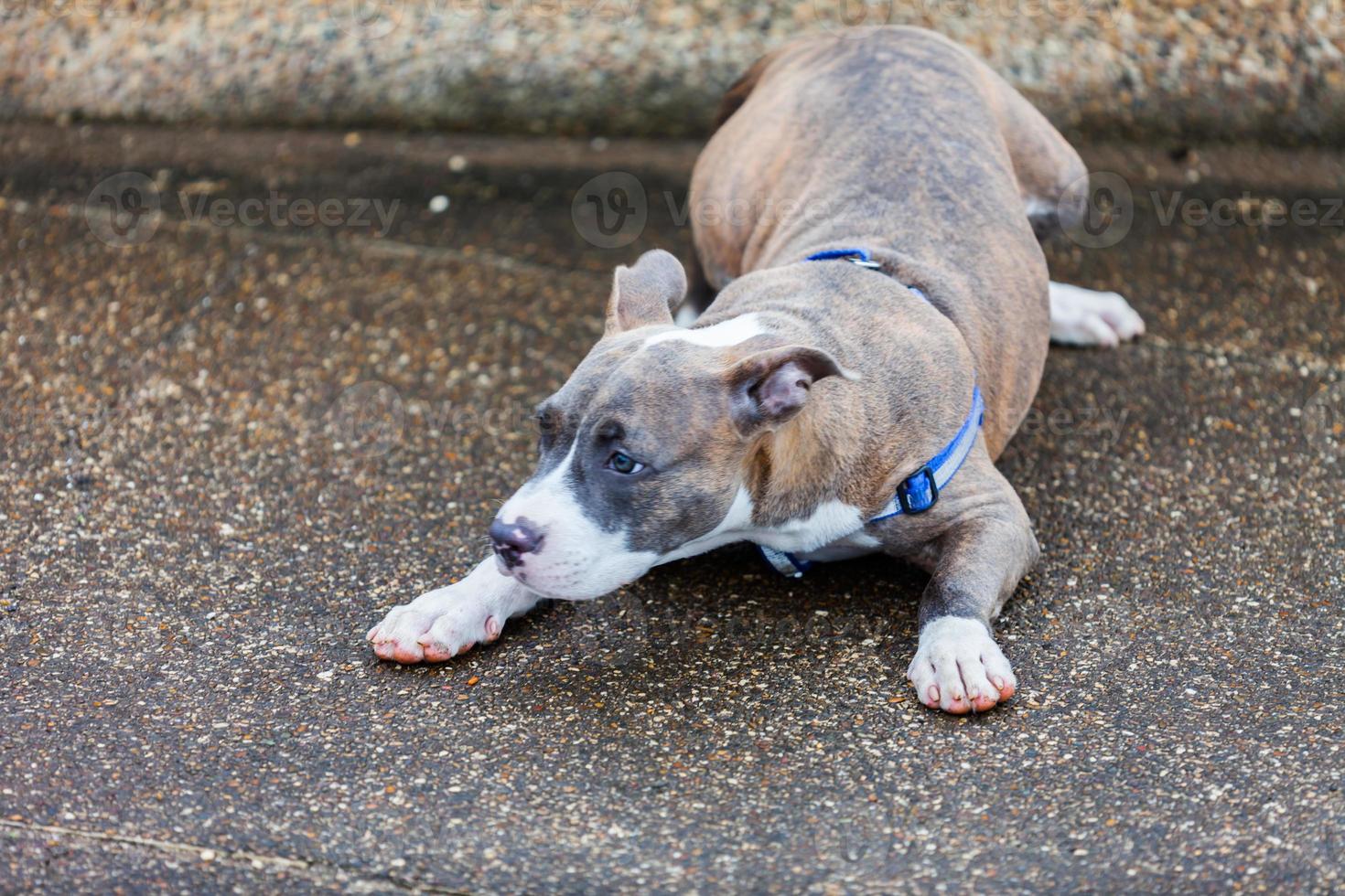 simpatico cane pitbull che posa foto